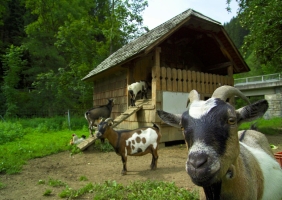 Apartment and Chalet 