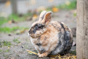 Apartment and Chalet 